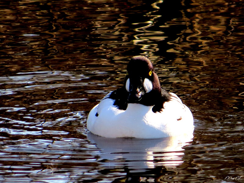 Male Goldeneye Duck — Black