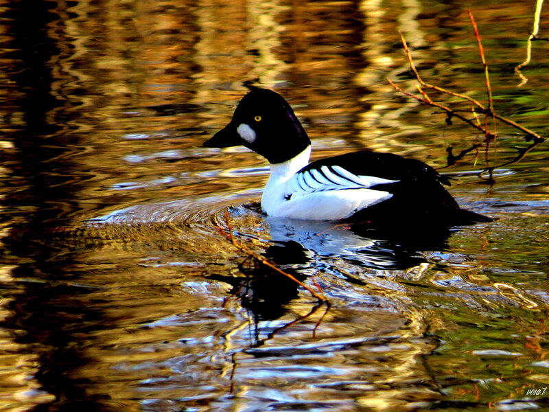 Male Goldeneye Duck