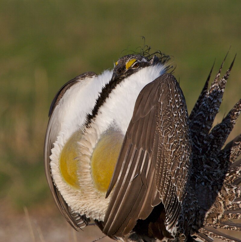Male greater sage-grouse displaying
