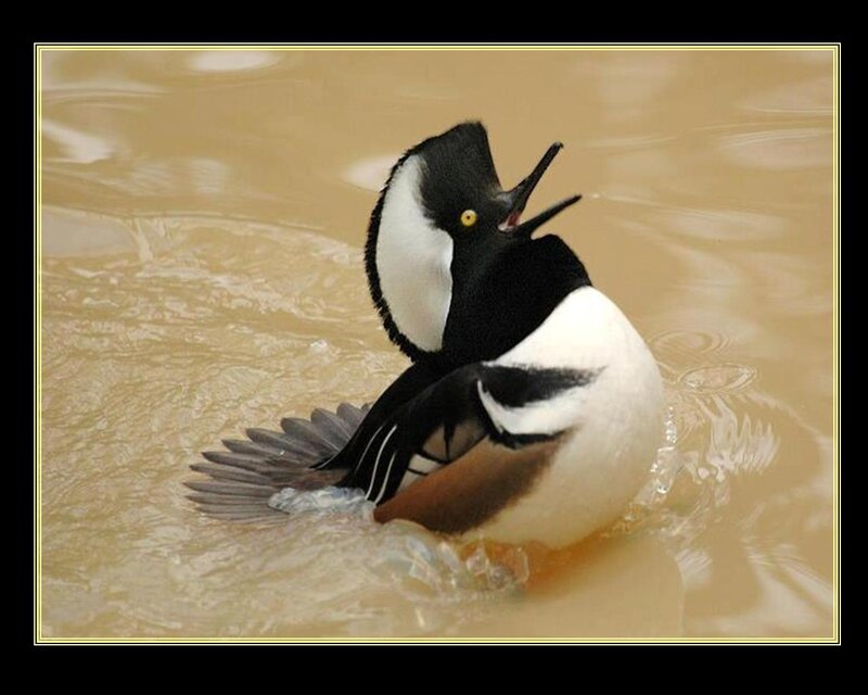 Male Hooded Merganser — Black, Active