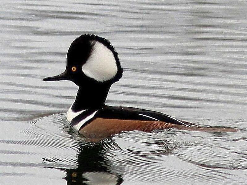 Male Hooded Merganser — Black