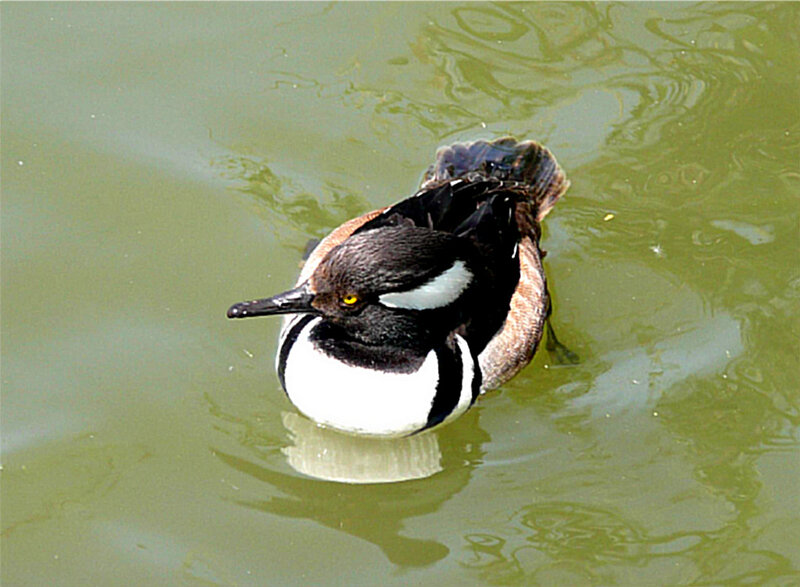 Male Hooded Merganser