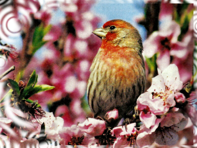 Male House Finch — Red