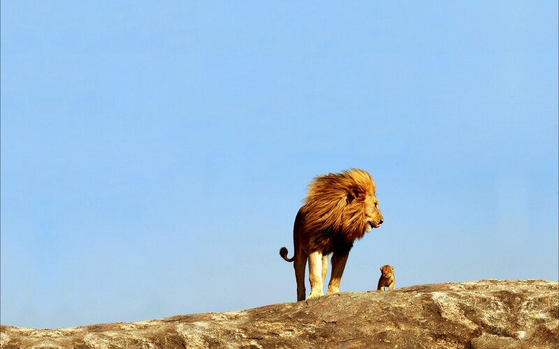 Male Lion and Cub — Blue