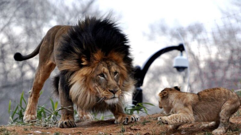 Male Lion and Cub — Brown, Alert