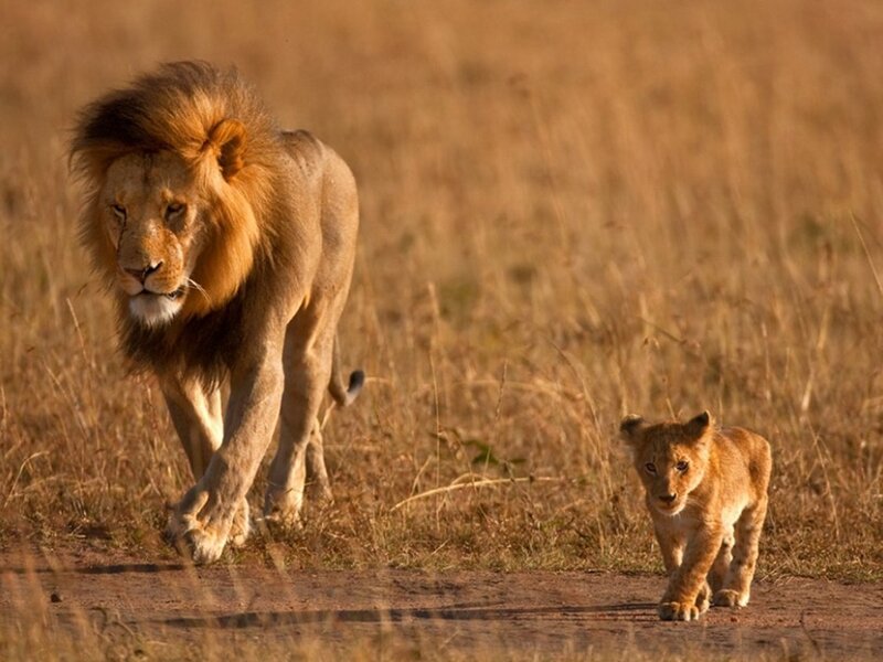 Male Lion and Cub — Brown, Calm