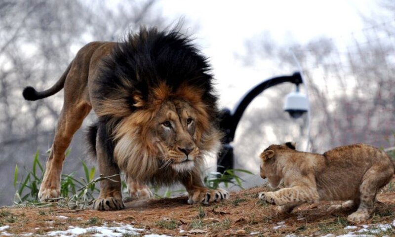 Male Lion and Cub — Brown, Dramatic