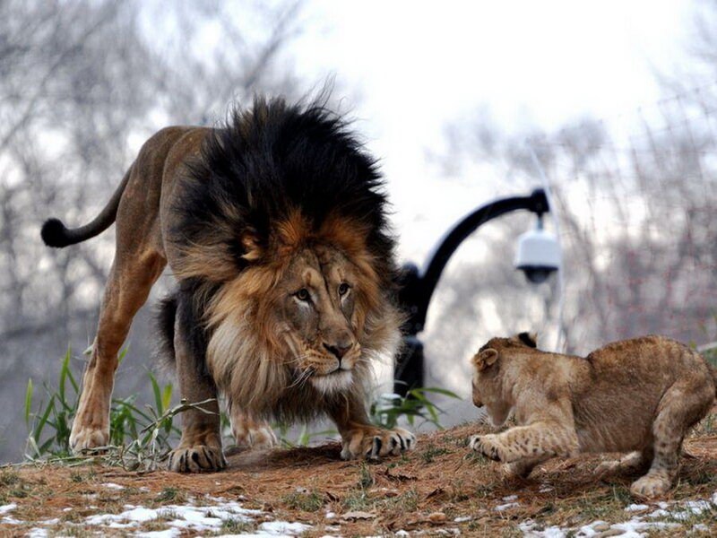 Male Lion and Cub — Brown, Dramatic, Winter