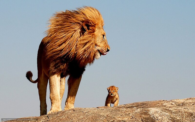 Male Lion and Cub — Brown, Serene
