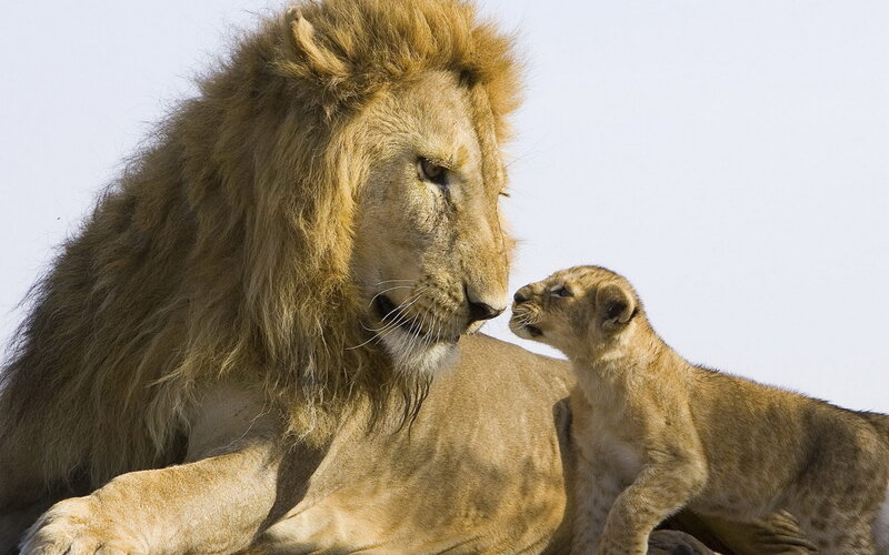 Male Lion and Cub — Brown