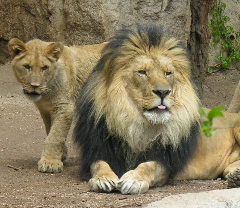 Male Lion and Cub