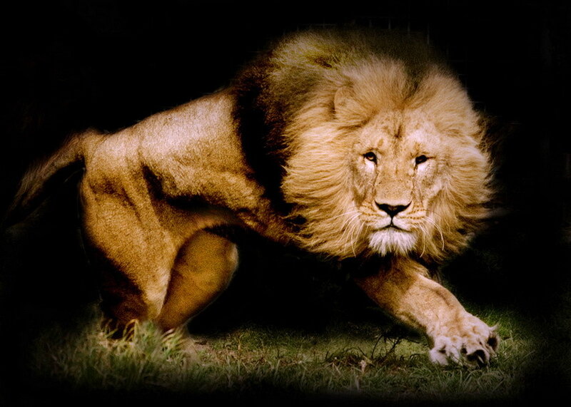 Male Lion Crouching