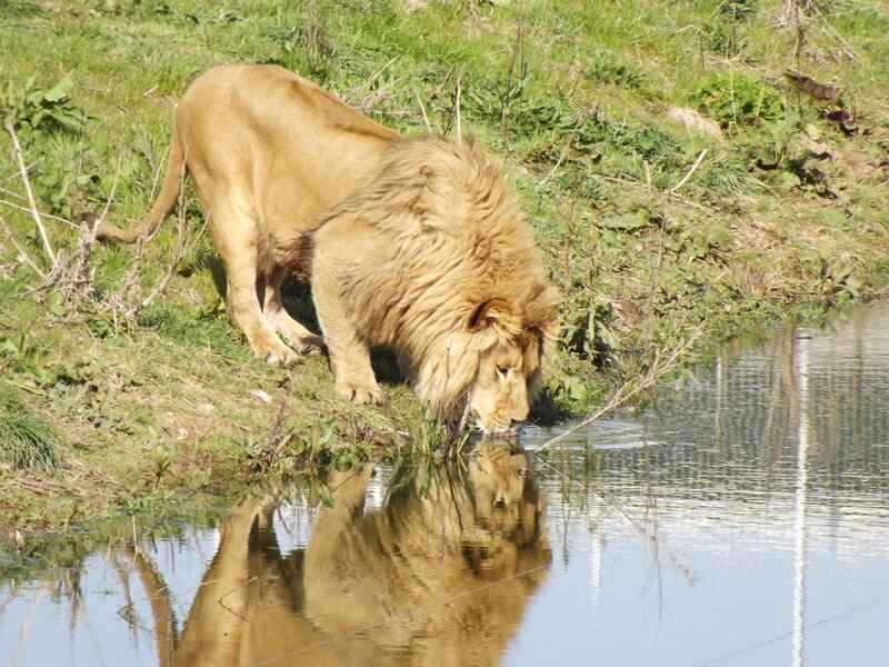 Male Lion Drinking Water — Brown, Calm