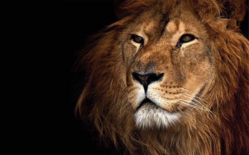 Male Lion Face — Brown, Dramatic, Photograph