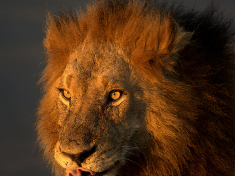 Male Lion Face — Brown, Dramatic