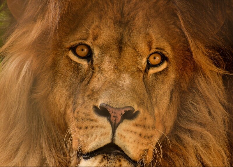 Male Lion Face — Brown, Intense, Photograph, Mane, Eyes