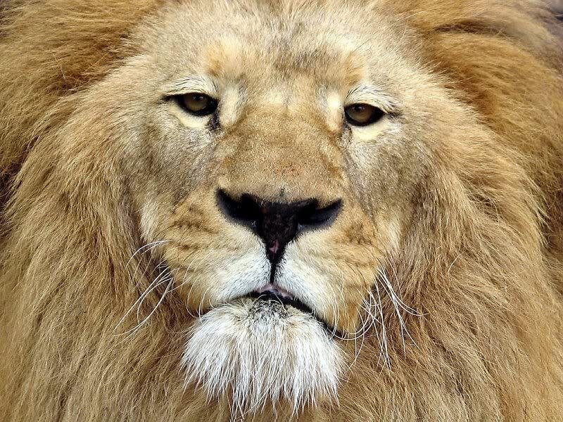 Male Lion Face — Brown, Intense, Photograph, Mane