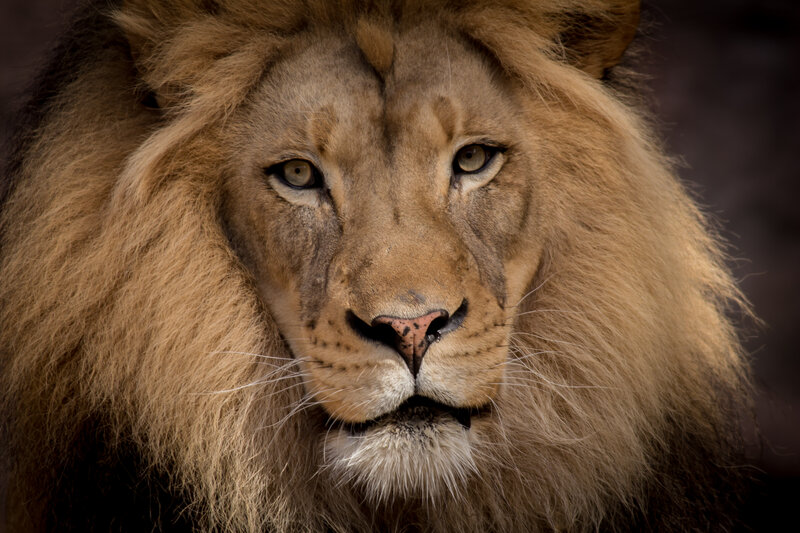 Male Lion Face — Brown, Intense, Photograph, Mane, Whiskers