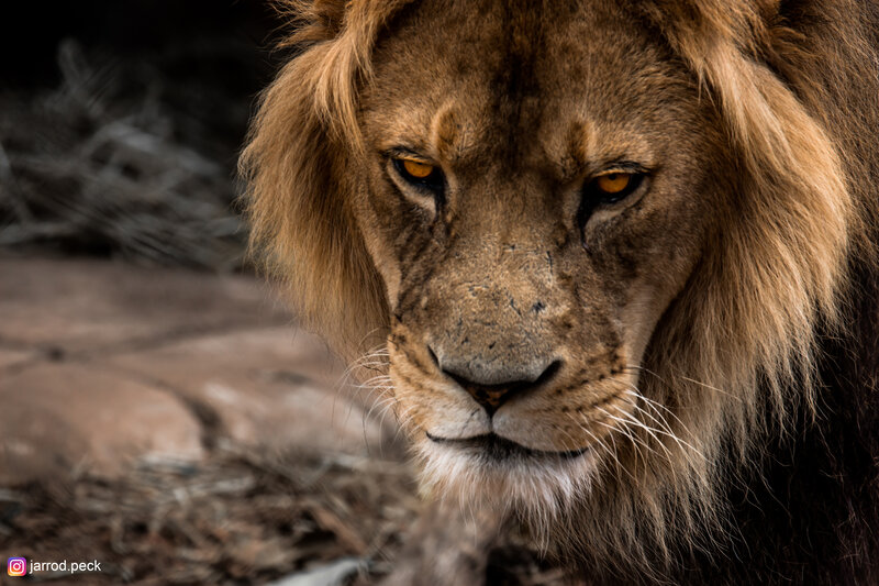 Male Lion Face — Brown, Intense, Photograph, Muzzle