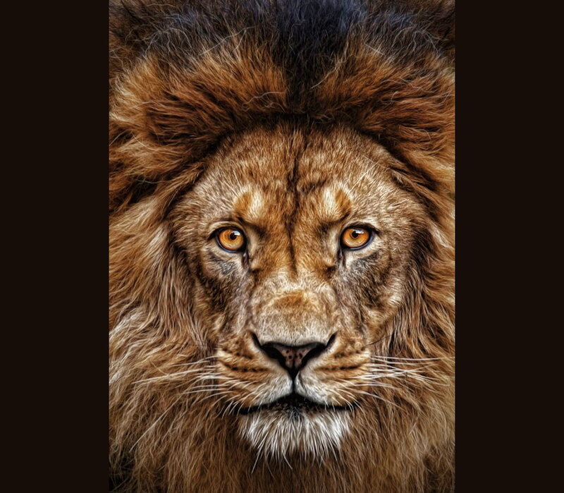 Male Lion Face — Brown, Intense, Photograph