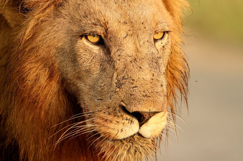 Male Lion Face — Brown, Intense, Sunset