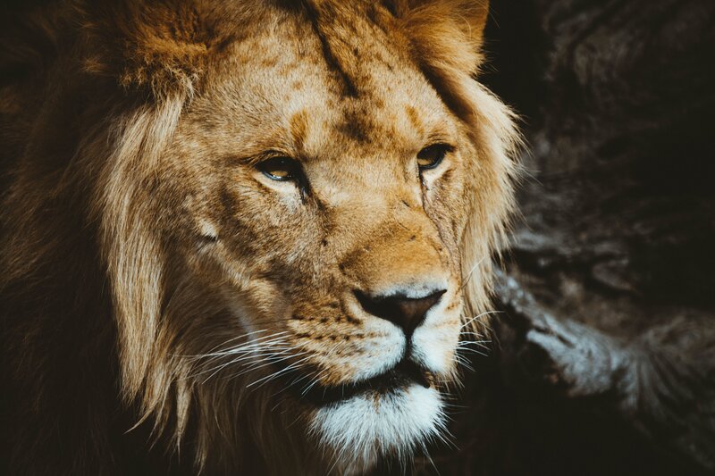Male Lion Face — Brown, Serious