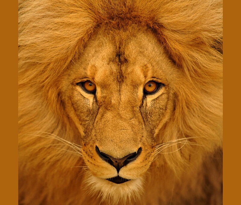 Male Lion Face — Brown
