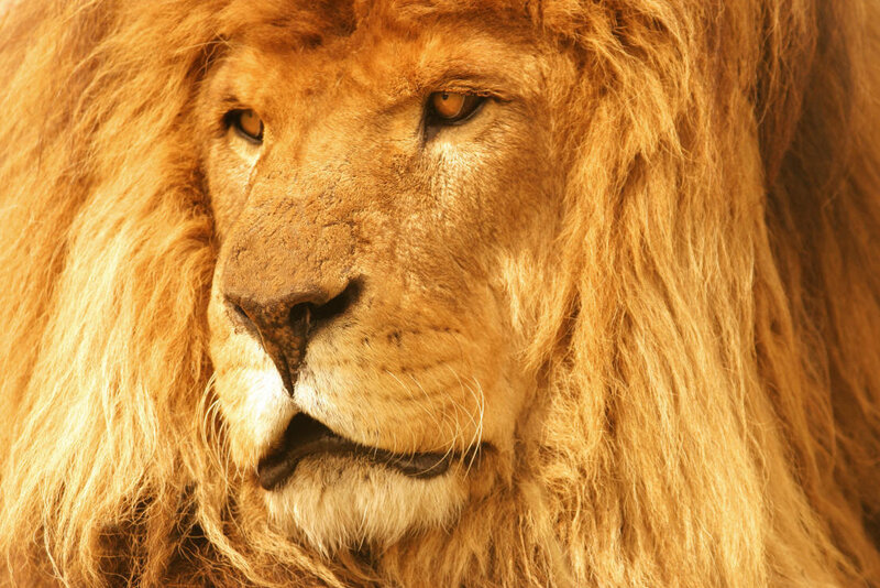 Male Lion Face — Golden
