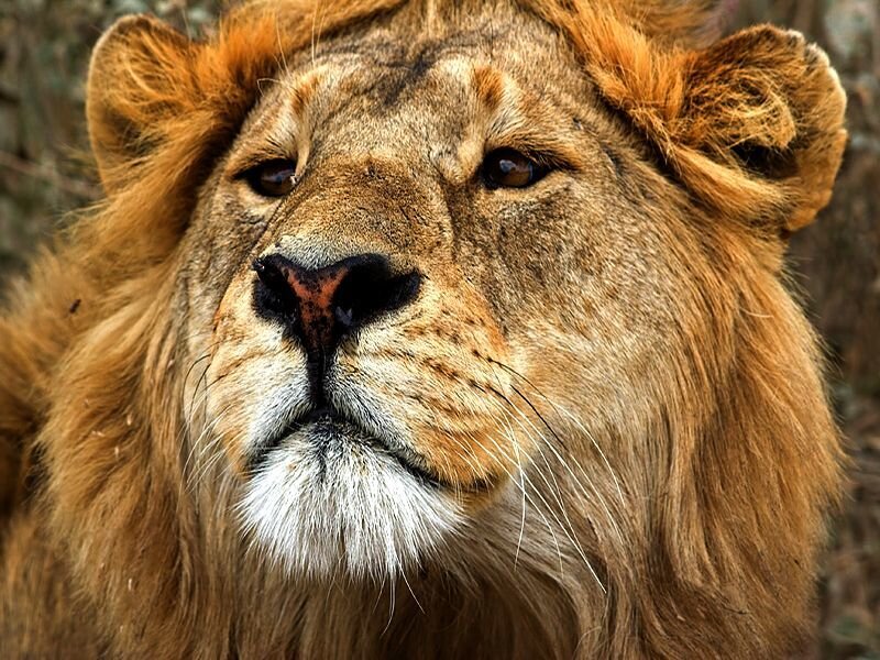 Male Lion Face