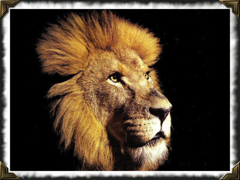 Male Lion Head — Brown, Dramatic, Photograph, Black Background