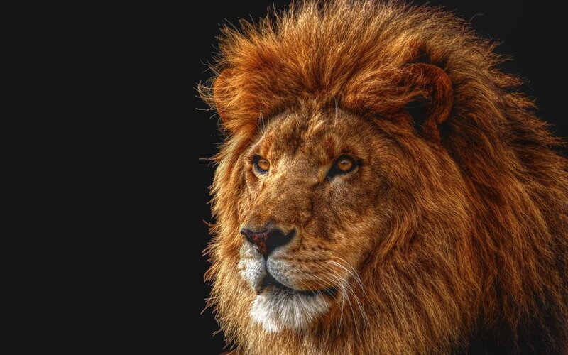 Male Lion Head — Brown, Dramatic, Photograph, Mane, Black Background