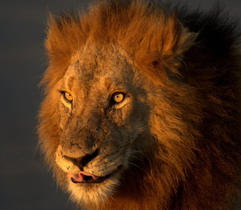 Male Lion Head — Brown, Dramatic, Sunset
