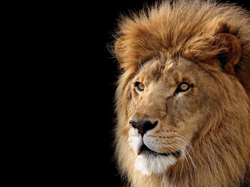 Male Lion Head — Brown, Dramatic