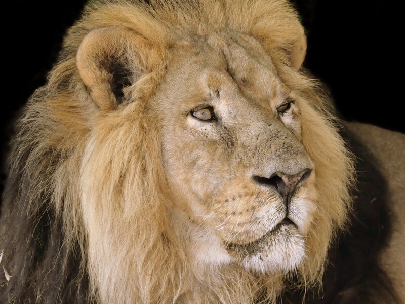 Male Lion Head — Brown, Serious, Photograph, Mane