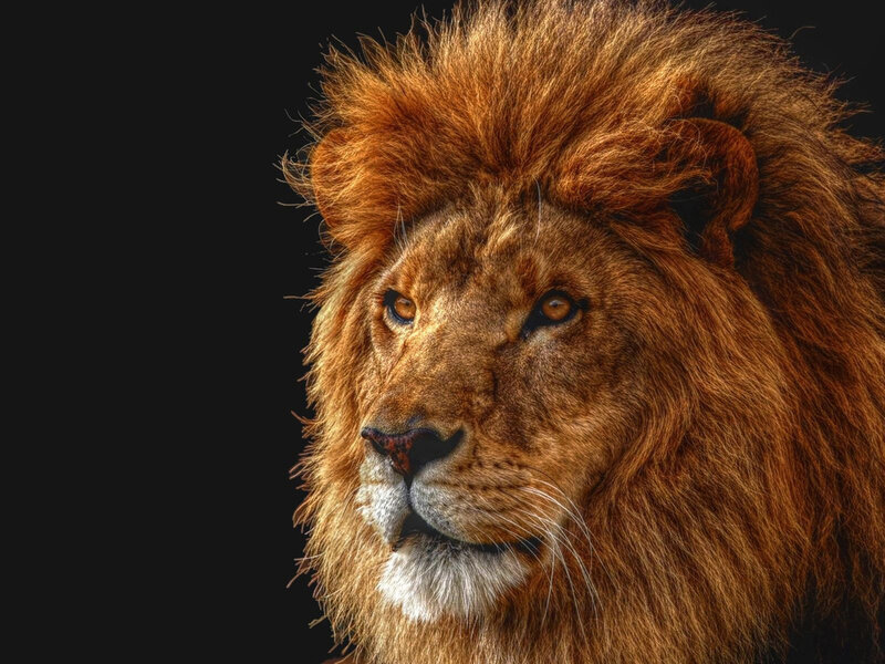 Male Lion Head — Brown, Serious