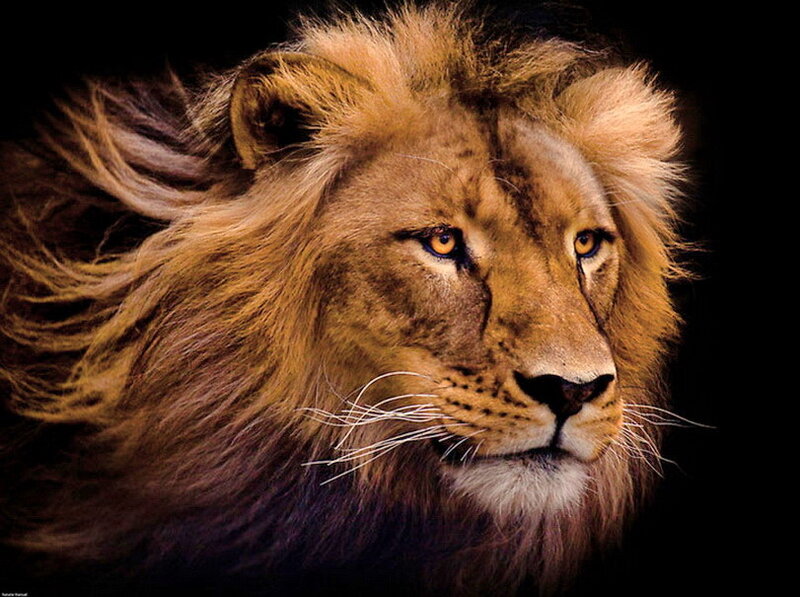 Male Lion Head — Brown