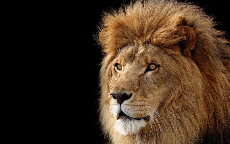 Male Lion Head — Dramatic