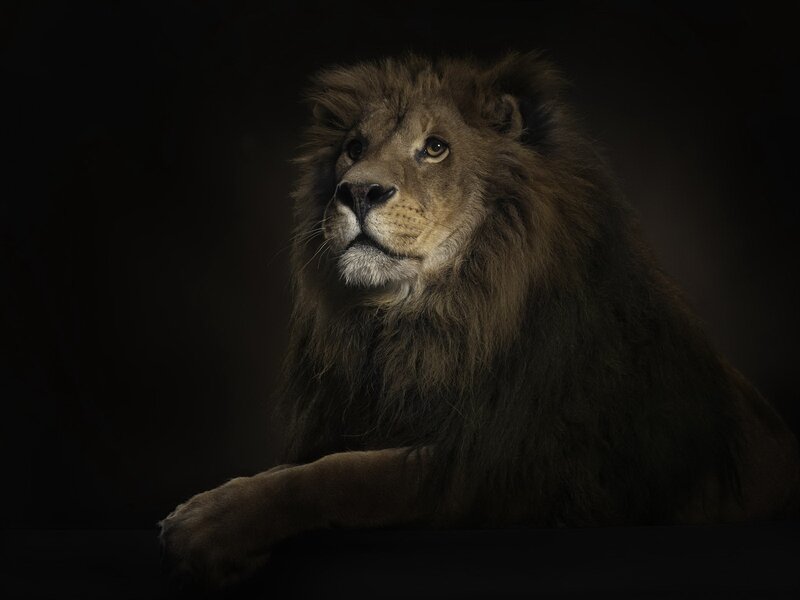 Male Lion in Dark — Black