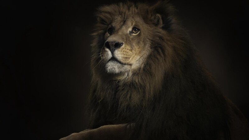 Male Lion in Dark Setting — Brown