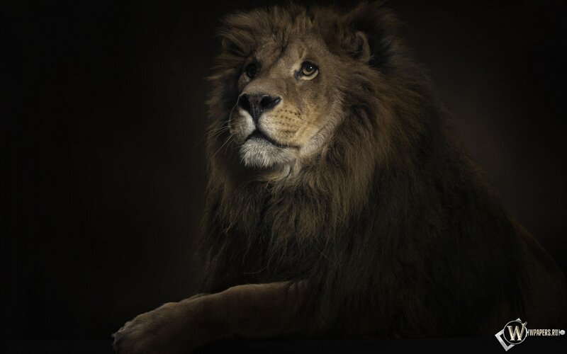 Male Lion in Dark Setting