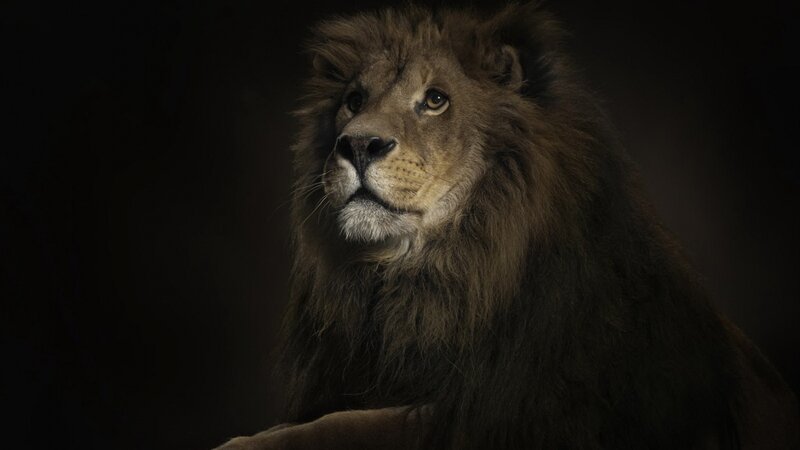 Male Lion in Dark