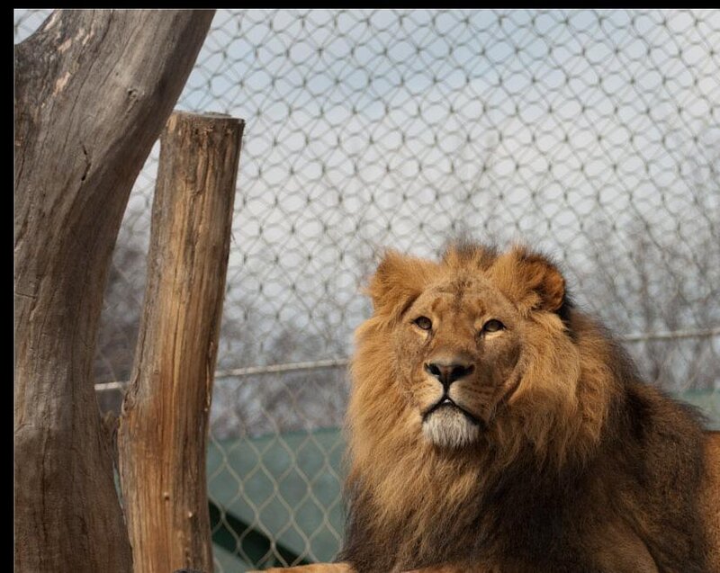 Male Lion in Enclosure — Brown, Calm, Photograph