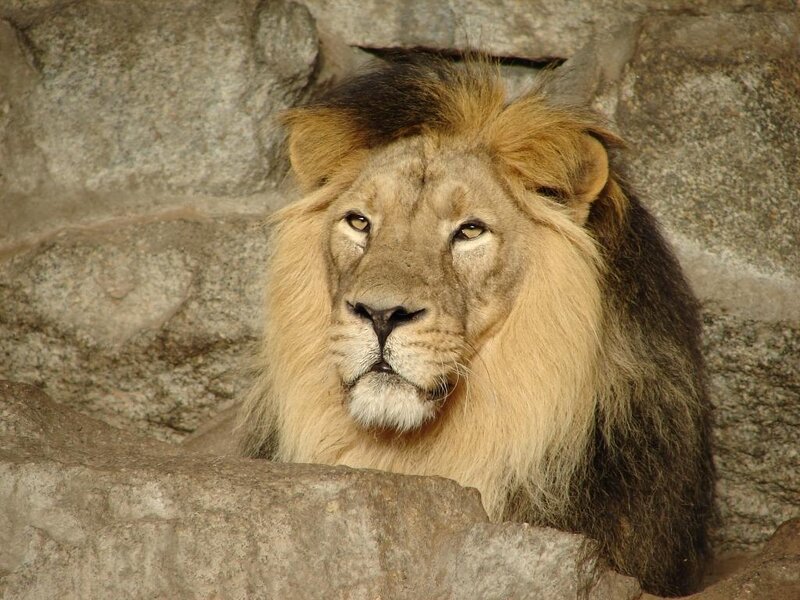 Male Lion in Enclosure — Brown, Calm