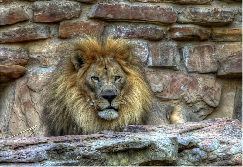 Male Lion in Enclosure — Brown