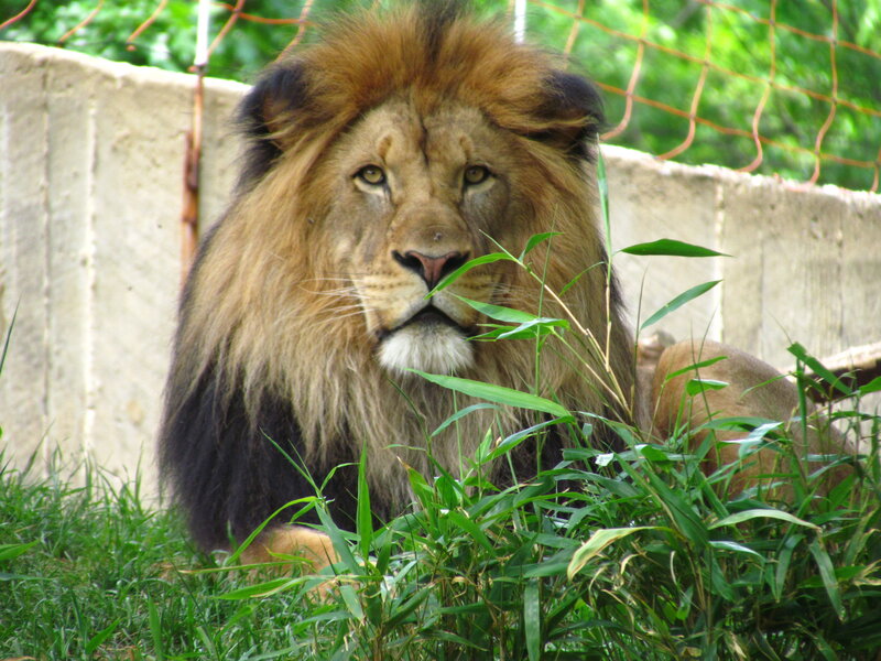 Male Lion in Enclosure — Green