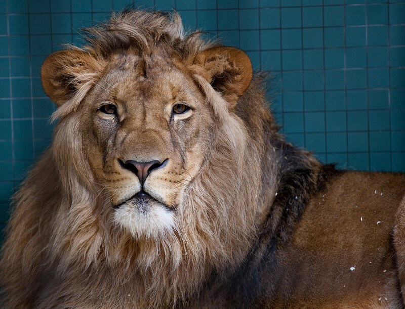 Male Lion in Enclosure