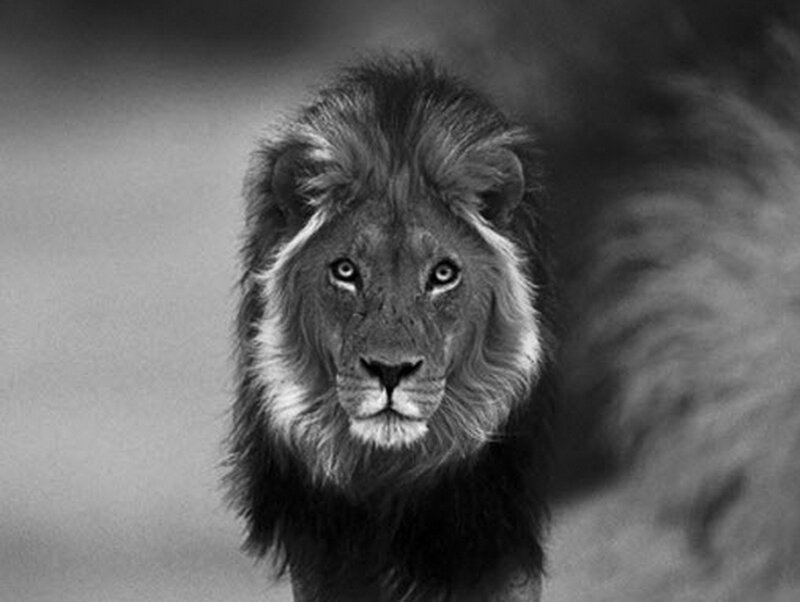 Male Lion in Focus