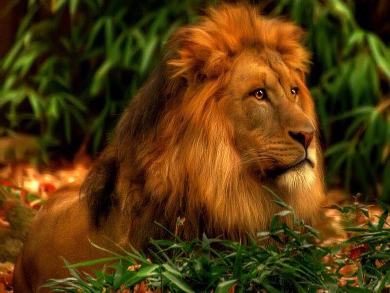 Male Lion in Foliage — Brown, Calm