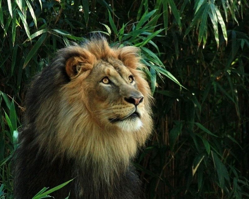 Male Lion in Foliage — Brown