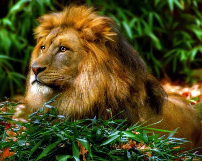 Male Lion in Foliage — Green, Calm